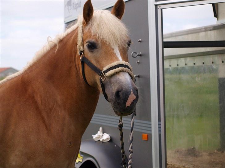 Sydjysk rideklub, rødekro - anne og lucky(: billede 124