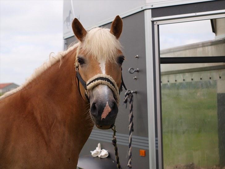 Sydjysk rideklub, rødekro - anne og lucky(: billede 125