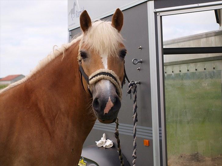 Sydjysk rideklub, rødekro - anne og lucky(: billede 126