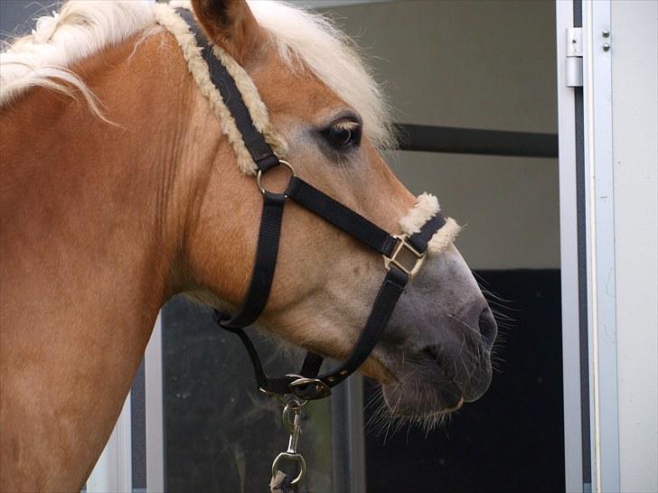 Sydjysk rideklub, rødekro - anne og lucky(: billede 127