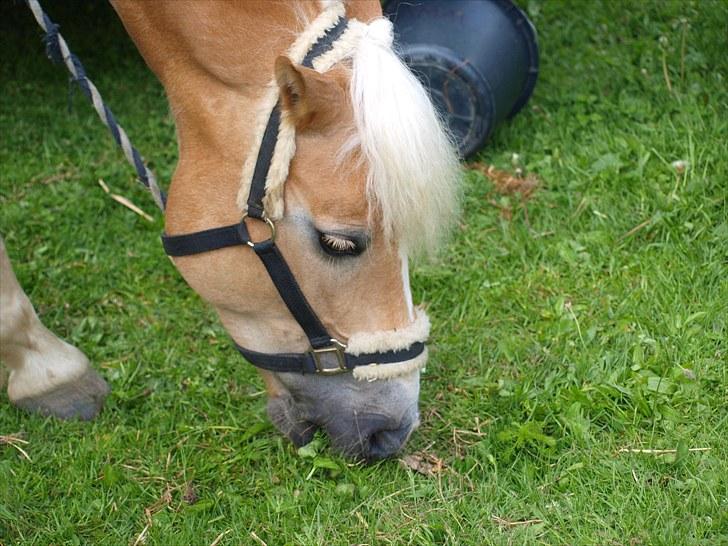 Sydjysk rideklub, rødekro - anne og lucky(: billede 128