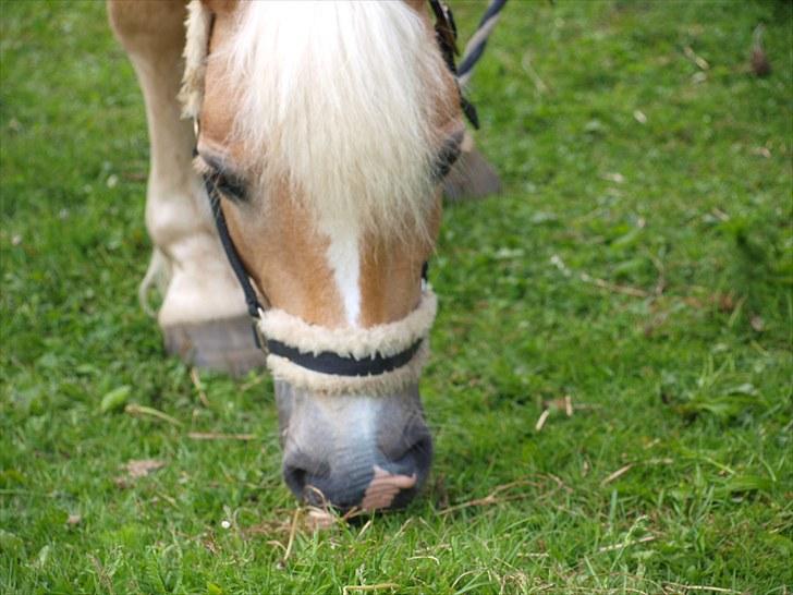 Sydjysk rideklub, rødekro - anne og lucky(: billede 129