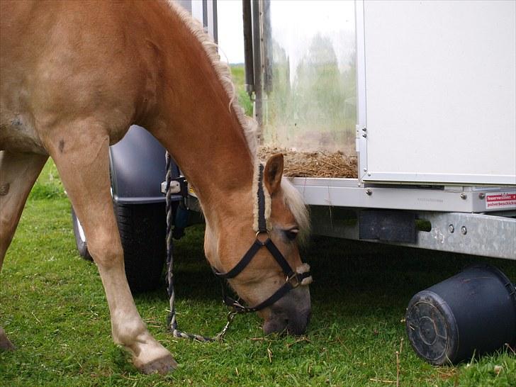 Sydjysk rideklub, rødekro - anne og lucky(: billede 130