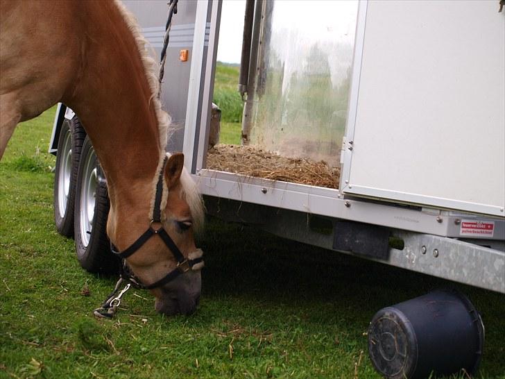 Sydjysk rideklub, rødekro - anne og lucky(: billede 131
