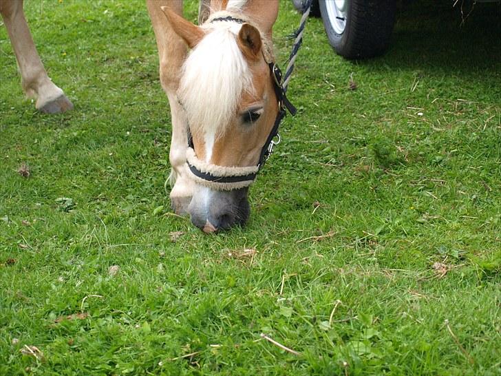 Sydjysk rideklub, rødekro - anne og lucky(: billede 132