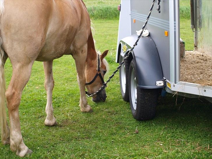 Sydjysk rideklub, rødekro - anne og lucky(: billede 136