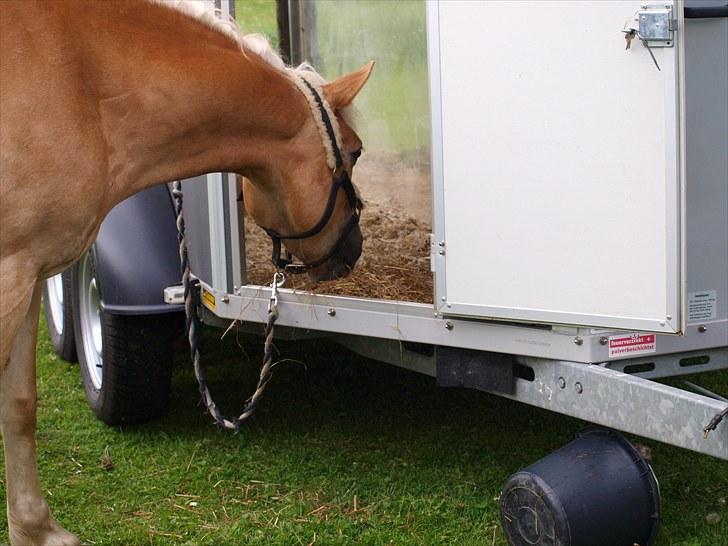 Sydjysk rideklub, rødekro - anne og lucky(: billede 137