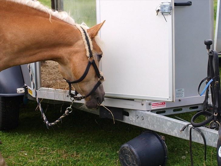 Sydjysk rideklub, rødekro - anne og lucky(: billede 138