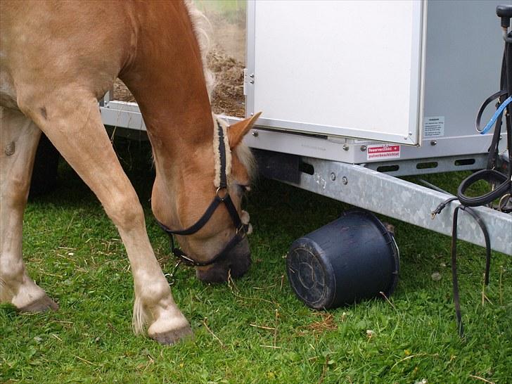Sydjysk rideklub, rødekro - anne og lucky(: billede 139