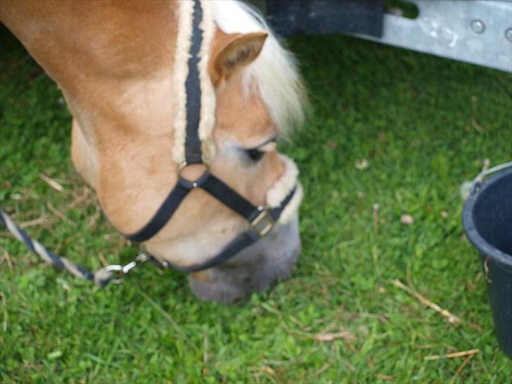 Sydjysk rideklub, rødekro - anne og lucky(: billede 140