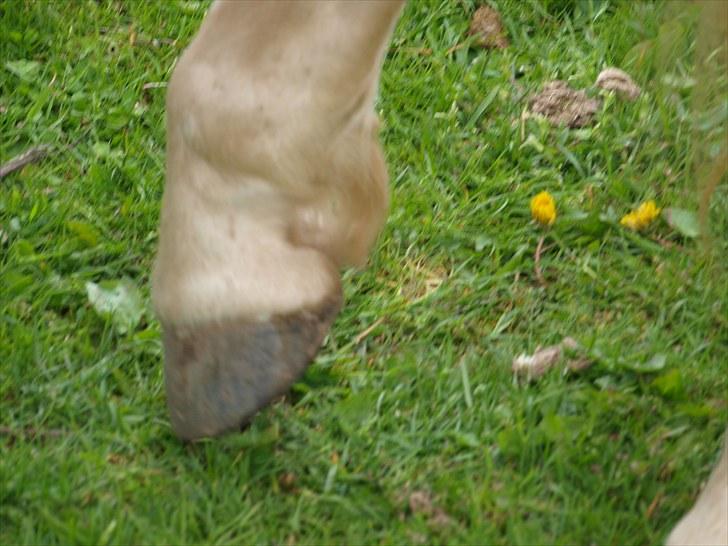 Sydjysk rideklub, rødekro - anne og lucky(: billede 141