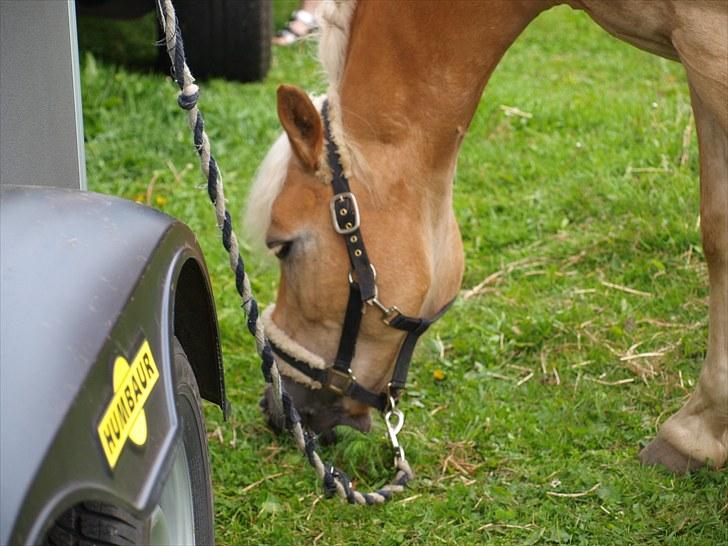 Sydjysk rideklub, rødekro - anne og lucky(: billede 142