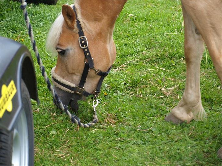 Sydjysk rideklub, rødekro - anne og lucky(: billede 143