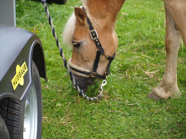 Sydjysk rideklub, rødekro - anne og lucky(: billede 144