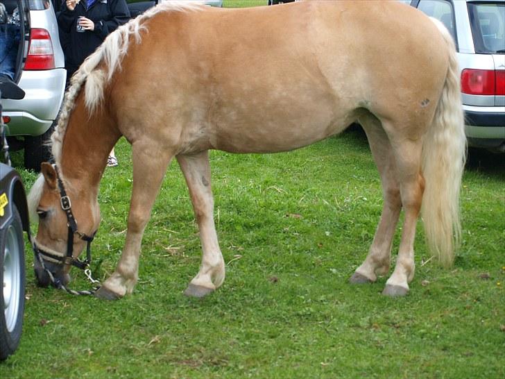 Sydjysk rideklub, rødekro - anne og lucky(: billede 145