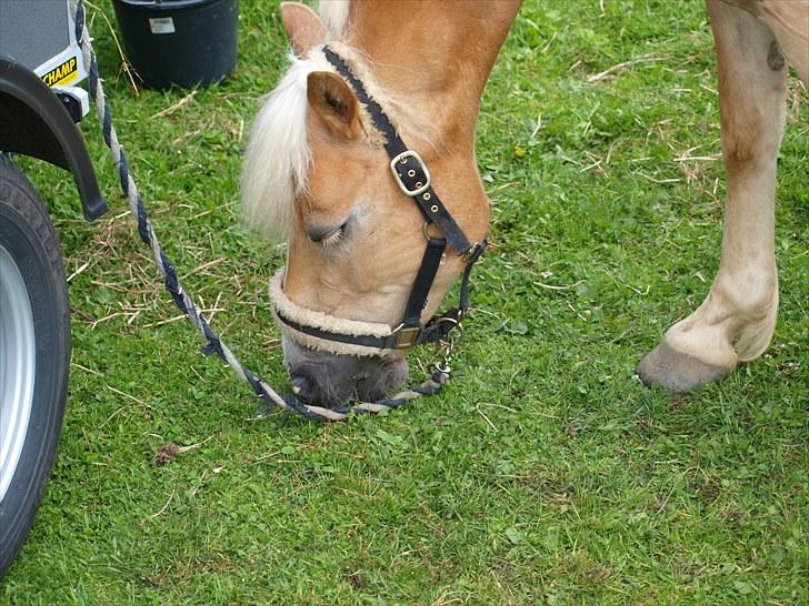 Sydjysk rideklub, rødekro - anne og lucky(: billede 146