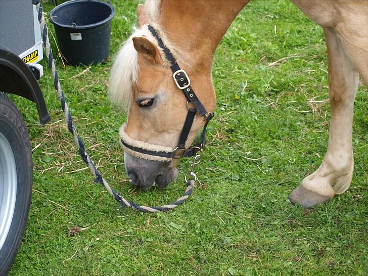 Sydjysk rideklub, rødekro - anne og lucky(: billede 147