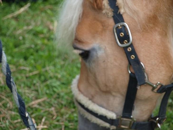 Sydjysk rideklub, rødekro - anne og lucky(: billede 148