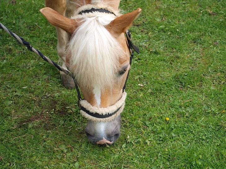 Sydjysk rideklub, rødekro - anne og lucky(: billede 149