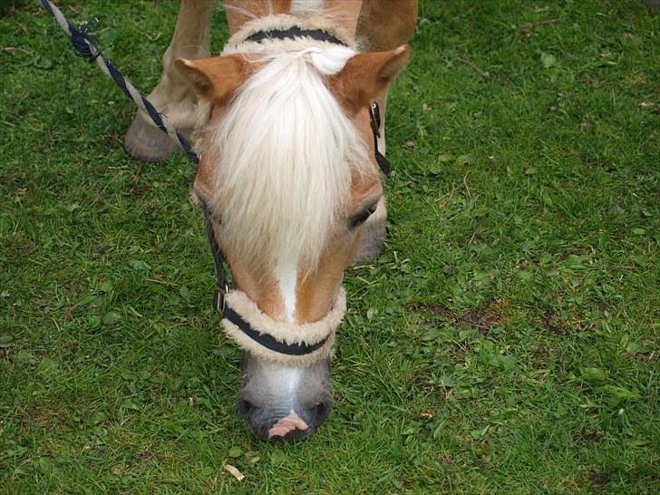 Sydjysk rideklub, rødekro - anne og lucky(: billede 150
