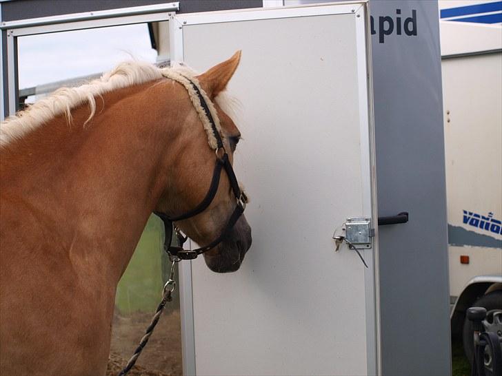 Sydjysk rideklub, rødekro - anne og lucky(: billede 151