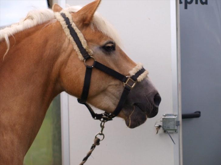 Sydjysk rideklub, rødekro - anne og lucky(: billede 152