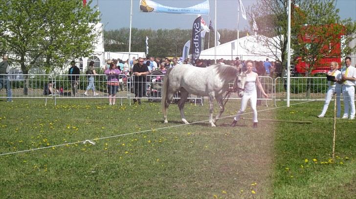 Candy&Simone, dyrskue Varde 2010 billede 1