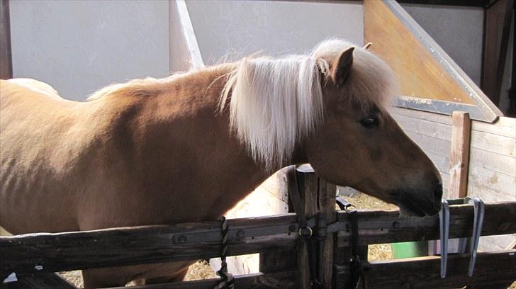 Candy&Simone, dyrskue Varde 2010 billede 4