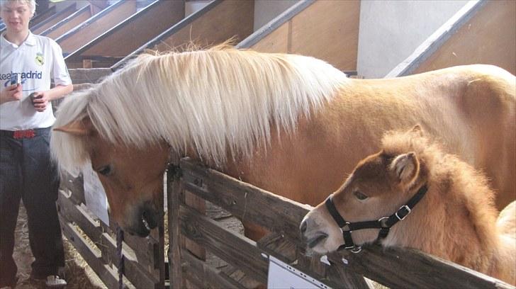 Candy&Simone, dyrskue Varde 2010 billede 5