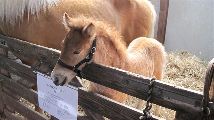 Candy&Simone, dyrskue Varde 2010 billede 6