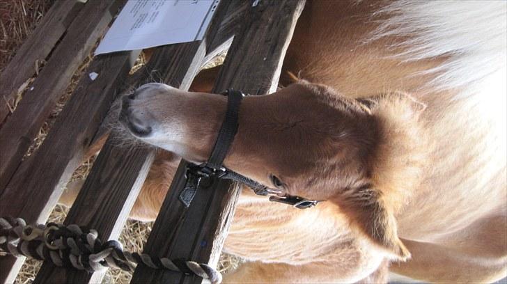 Candy&Simone, dyrskue Varde 2010 billede 7