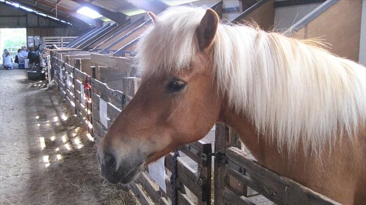 Candy&Simone, dyrskue Varde 2010 billede 8