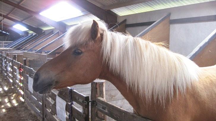 Candy&Simone, dyrskue Varde 2010 billede 9