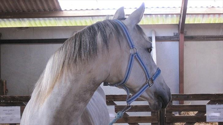 Candy&Simone, dyrskue Varde 2010 billede 10