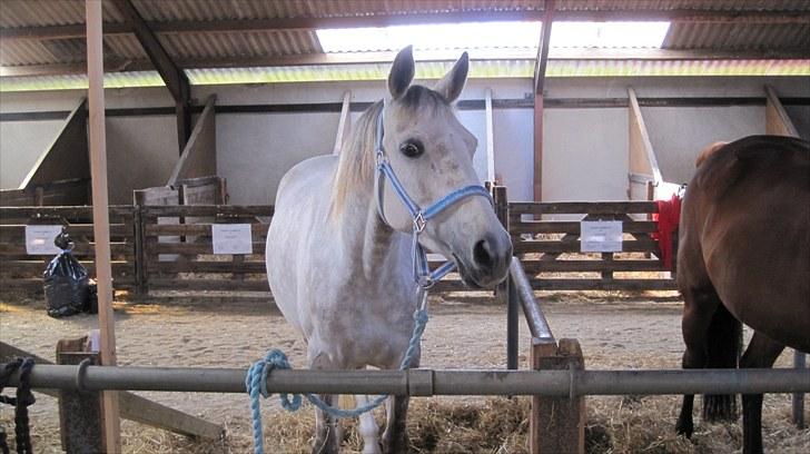 Candy&Simone, dyrskue Varde 2010 billede 11