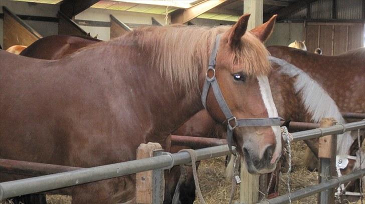 Candy&Simone, dyrskue Varde 2010 billede 12