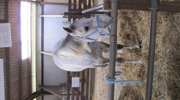 Candy&Simone, dyrskue Varde 2010 billede 13