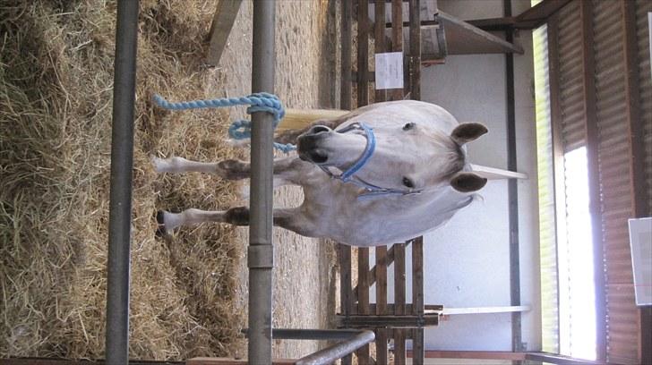 Candy&Simone, dyrskue Varde 2010 billede 14