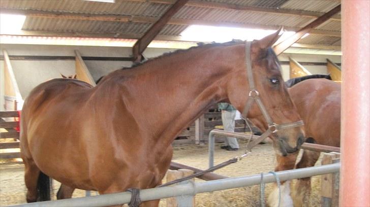 Candy&Simone, dyrskue Varde 2010 billede 15