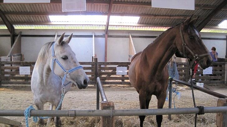 Candy&Simone, dyrskue Varde 2010 billede 16