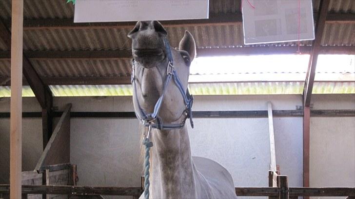 Candy&Simone, dyrskue Varde 2010 billede 17