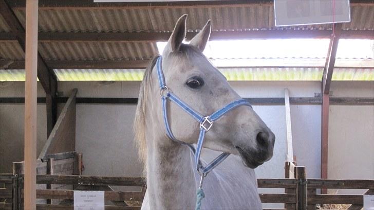 Candy&Simone, dyrskue Varde 2010 billede 18