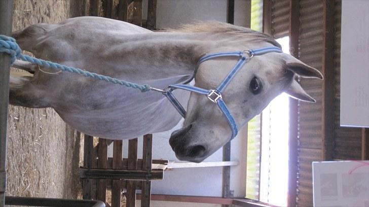 Candy&Simone, dyrskue Varde 2010 billede 19