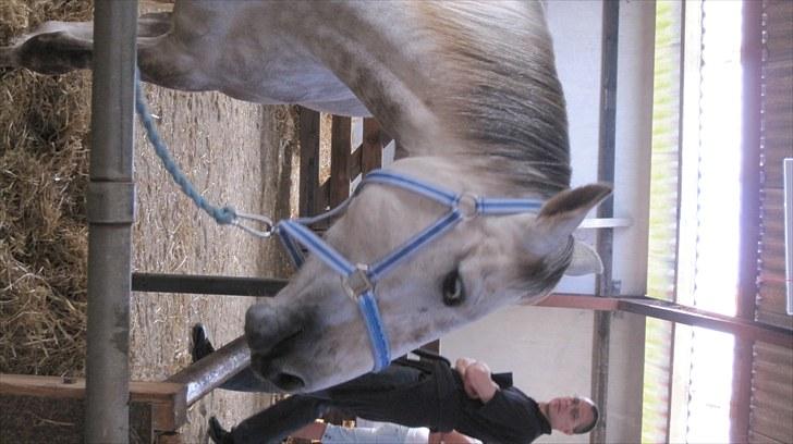 Candy&Simone, dyrskue Varde 2010 billede 20