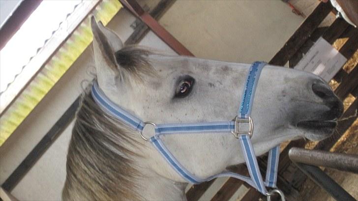 Candy&Simone, dyrskue Varde 2010 billede 21