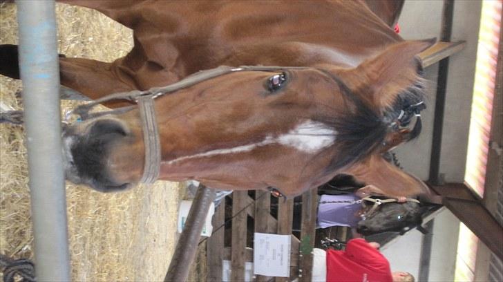 Candy&Simone, dyrskue Varde 2010 billede 22