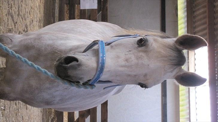 Candy&Simone, dyrskue Varde 2010 billede 23