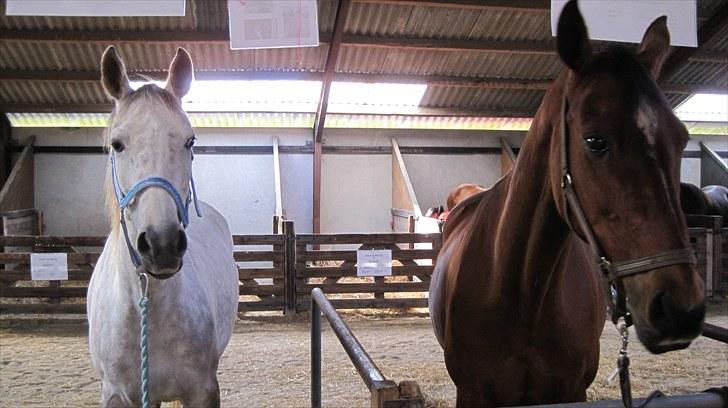 Candy&Simone, dyrskue Varde 2010 billede 24