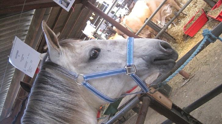 Candy&Simone, dyrskue Varde 2010 billede 30