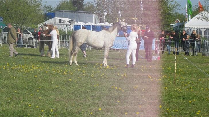 Candy&Simone, dyrskue Varde 2010 billede 31